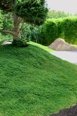 Dwarf Rupturewort Green Carpet - Herniaria Glabra - 5 Pack Of Pint Pots -Wilson Bros Gardens Herniaria Dwarf Rutpurewort 25