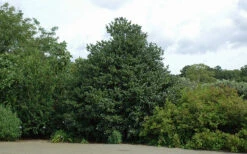 Emily Bruner Pyramidal Holly - 7 Gallon Pot (4-5') 15 Emily Bruner Pyramidal Holly - 7 Gallon Pot (4-5') -Wilson Bros Gardens Holly Emily Bruner 2 1