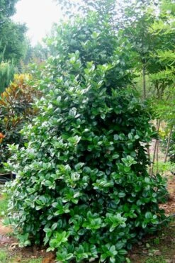 Emily Bruner Pyramidal Holly - 7 Gallon Pot (3-4') 13 Emily Bruner Pyramidal Holly - 7 Gallon Pot (3-4') -Wilson Bros Gardens Holly Emily Bruner 3