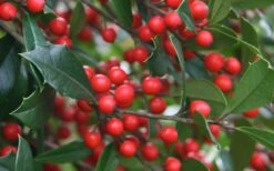 Foster's No. 2 Holly - 7 Gallon Pot (3-4') -Wilson Bros Gardens Holly Fosteri Berries Foliage