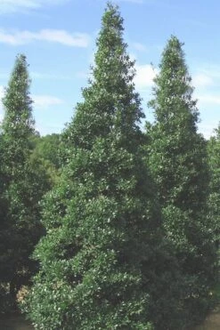 Foster's No. 2 Holly - 7 Gallon Pot (3-4') -Wilson Bros Gardens Holly Fosters No 2 500x750 1