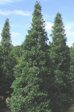 Foster's No. 2 Holly - 7 Gallon Pot (4-5') 8 Foster's No. 2 Holly - 7 Gallon Pot (4-5') -Wilson Bros Gardens Holly Fosters No 2 500x750 2