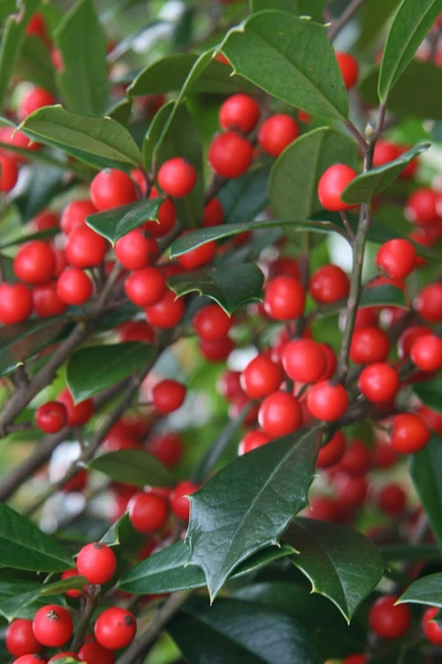 Foster's No. 2 Holly - 7 Gallon Pot (4-5') 1 Foster's No. 2 Holly - 7 Gallon Pot (4-5')