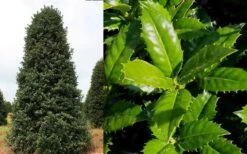 Mary Nell Holly - 3 Gallon Pot 11 Mary Nell Holly - 3 Gallon Pot -Wilson Bros Gardens Holly Mary Nell 3