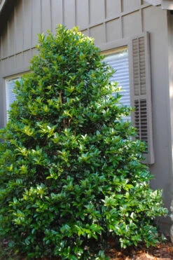 Mary Nell Holly - 7 Gallon Pot (5-6')