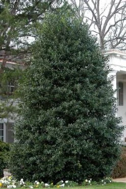 Nellie R. Stevens Holly - 7 Gallon Pot (3-4') -Wilson Bros Gardens Holly Nellie Stephens 10 1