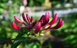 Peaches & Cream Fragrant Honeysuckle - Lonicera Periclymenum - 3 Gallon Pot 11 Peaches & Cream Fragrant Honeysuckle - Lonicera Periclymenum - 3 Gallon Pot -Wilson Bros Gardens Honeysuckle Peaches And Cream 10