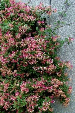 Peaches & Cream Fragrant Honeysuckle - Lonicera Periclymenum - 5 Gallon Pot -Wilson Bros Gardens Honeysuckle Peaches And Cream 12 1