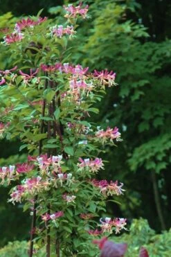 Peaches & Cream Fragrant Honeysuckle - Lonicera Periclymenum - 3 Gallon Pot 12 Peaches & Cream Fragrant Honeysuckle - Lonicera Periclymenum - 3 Gallon Pot -Wilson Bros Gardens Honeysuckle Peaches And Cream 13