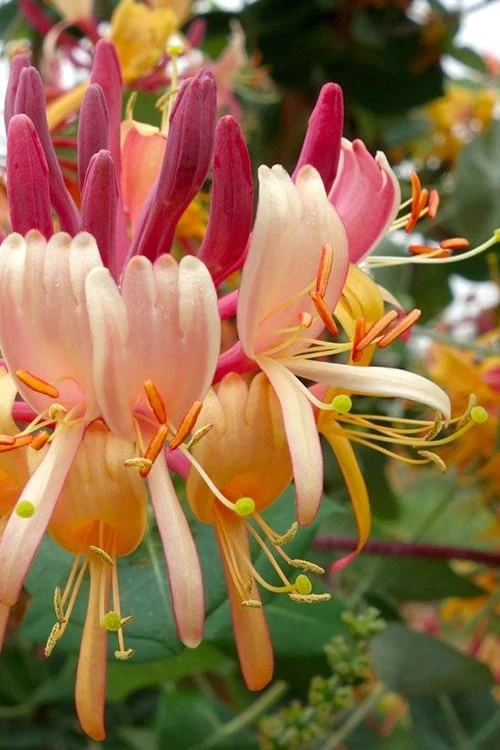 Peaches & Cream Fragrant Honeysuckle - Lonicera Periclymenum - 3 Gallon Pot 1 Peaches & Cream Fragrant Honeysuckle - Lonicera Periclymenum - 3 Gallon Pot