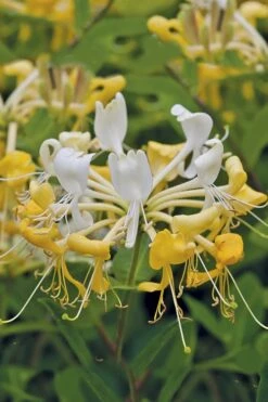 Scentsation Fragrant Yellow Honeysuckle - Lonicera Periclymenum - 3 Gallon Pot 11 Scentsation Fragrant Yellow Honeysuckle - Lonicera Periclymenum - 3 Gallon Pot -Wilson Bros Gardens Honeysuckle Scentsation 1