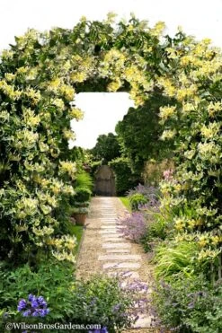 Scentsation Fragrant Yellow Honeysuckle - Lonicera Periclymenum - 1 Gallon Pot -Wilson Bros Gardens Honeysuckle Scentsation 10 1