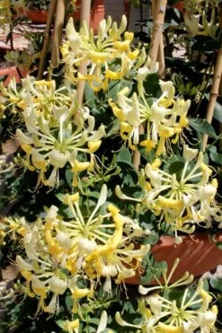 Scentsation Fragrant Yellow Honeysuckle - Lonicera Periclymenum - 1 Gallon Pot -Wilson Bros Gardens Honeysuckle Scentsation 2 1