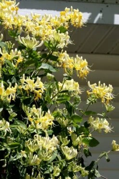 Scentsation Fragrant Yellow Honeysuckle - Lonicera Periclymenum - 3 Gallon Pot 14 Scentsation Fragrant Yellow Honeysuckle - Lonicera Periclymenum - 3 Gallon Pot -Wilson Bros Gardens Honeysuckle Scentsation 3