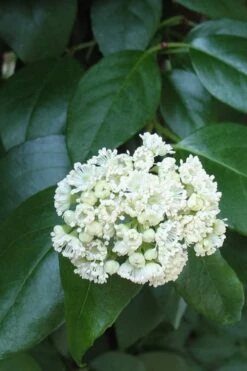 Climbing Hydrangea - Decumaria Barbara - 3 Gallon Pot 10 Climbing Hydrangea - Decumaria Barbara - 3 Gallon Pot -Wilson Bros Gardens Hydrangea Climbing Decumaria Barbara 13
