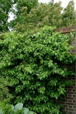 Climbing Hydrangea - Decumaria Barbara - 3 Gallon Pot 11 Climbing Hydrangea - Decumaria Barbara - 3 Gallon Pot -Wilson Bros Gardens Hydrangea Climbing Decumaria Barbara 15
