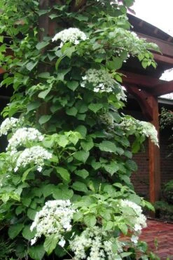 Climbing Hydrangea 'Petiolaris' - 3 Gallon Pot 18 Climbing Hydrangea 'Petiolaris' - 3 Gallon Pot -Wilson Bros Gardens Hydrangea Climbing Petiolaris 10 1