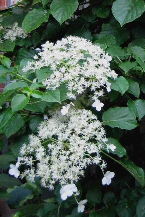Climbing Hydrangea 'Petiolaris' - 3 Gallon Pot 1 Climbing Hydrangea 'Petiolaris' - 3 Gallon Pot