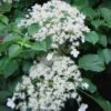 Climbing Hydrangea 'Petiolaris' - 1 Gallon Pot (2.5-3')