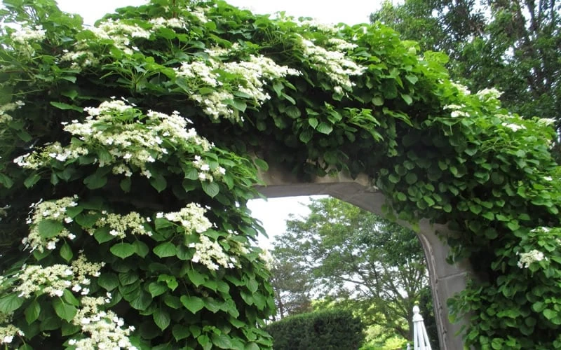 Climbing Hydrangea 'Petiolaris' - 3 Gallon Pot 9 Climbing Hydrangea 'Petiolaris' - 3 Gallon Pot - Image 9