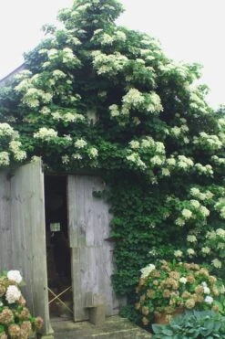 Climbing Hydrangea 'Petiolaris' - 1 Gallon Pot (2.5-3') -Wilson Bros Gardens Hydrangea Climbing Petiolaris 15 4
