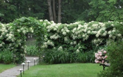 Climbing Hydrangea 'Petiolaris' - 5 Gallon Pot (3-4') -Wilson Bros Gardens Hydrangea Climbing Petiolaris 16
