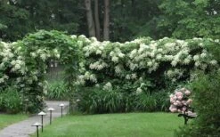 Climbing Hydrangea 'Petiolaris' - 1 Gallon Pot (2.5-3') -Wilson Bros Gardens Hydrangea Climbing Petiolaris 16 4