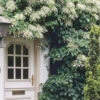 Climbing Hydrangea 'Petiolaris' - 5 Gallon Pot (3-4')