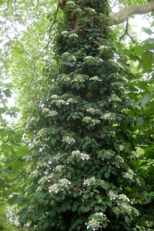 Climbing Hydrangea 'Petiolaris' - 3 Gallon Pot 6 Climbing Hydrangea 'Petiolaris' - 3 Gallon Pot - Image 6