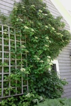 Climbing Hydrangea 'Petiolaris' - 2 Gallon Pot 21 Climbing Hydrangea 'Petiolaris' - 2 Gallon Pot -Wilson Bros Gardens Hydrangea Climbing Petiolaris 9 2