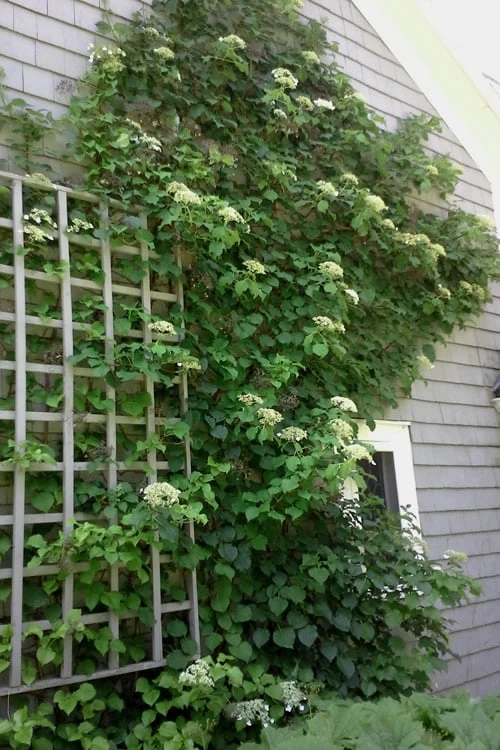Climbing Hydrangea 'Petiolaris' - 3 Gallon Pot 11 Climbing Hydrangea 'Petiolaris' - 3 Gallon Pot - Image 11