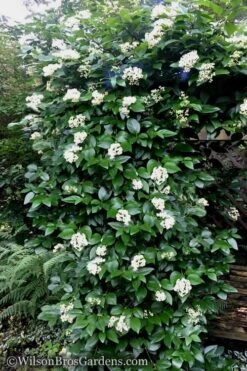 Climbing Hydrangea - Decumaria Barbara - 3 Gallon Pot 9 Climbing Hydrangea - Decumaria Barbara - 3 Gallon Pot -Wilson Bros Gardens Hydrangea Decumaria Barbara 16