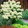 Limelight PeeGee Hydrangea - Single Trunk Tree Form - 4 Gallon Pot