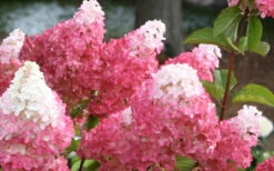 Vanilla Strawberry Hydrangea (Single Trunk Tree Form) - 3 Gallon Pot -Wilson Bros Gardens Hydrangea Vanilla Strawberry 3
