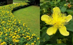 Creeping St Johns Wort - Hypericum Calycinum - 18 Pack Of Pint Pots -Wilson Bros Gardens Hypericum Calycinum 2 3
