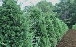 Iowa Juniper - 7 Gallon Pot (4-5') -Wilson Bros Gardens Iowa Juniper 50