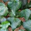 Algerian Ivy - Hedera Helix - 18 Count Flat Of Pint Pots