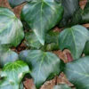 Algerian Ivy - Hedera Helix - 18 Count Flat Of Pint Pots