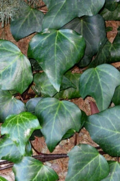 Algerian Ivy - Hedera Helix - 18 Count Flat Of Pint Pots