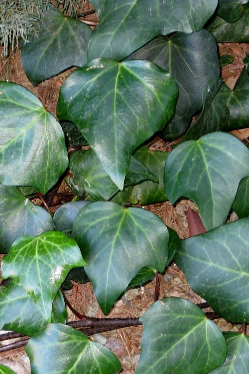 Algerian Ivy - Hedera Helix - 18 Count Flat Of Pint Pots 1 Algerian Ivy - Hedera Helix - 18 Count Flat Of Pint Pots
