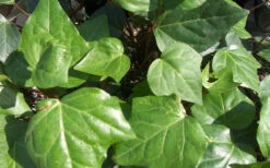 Algerian Ivy - Hedera Helix - 5 Pack Of Pint Pots -Wilson Bros Gardens Ivy Algerian Closeup 2