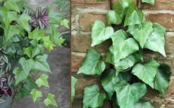 Algerian Ivy - Hedera Helix - 5 Pack Of Pint Pots -Wilson Bros Gardens Ivy Algerian Combo 2