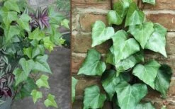 Algerian Ivy - Hedera Helix - 10 Count Flat Of Pint Pots 7 Algerian Ivy - Hedera Helix - 10 Count Flat Of Pint Pots -Wilson Bros Gardens Ivy Algerian Combo 3