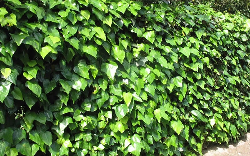 Algerian Ivy - Hedera Helix - 18 Count Flat Of Pint Pots 5 Algerian Ivy - Hedera Helix - 18 Count Flat Of Pint Pots - Image 5