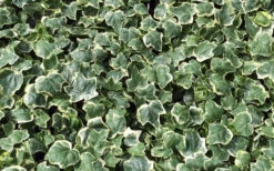 Anne Marie White Variegated Ivy (Hedera Helix) - 10 Count Flat Of Pint Pots 9 Anne Marie White Variegated Ivy (Hedera Helix) - 10 Count Flat Of Pint Pots -Wilson Bros Gardens Ivy Anne Marie