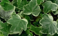 Anne Marie White Variegated Ivy (Hedera Helix) - 5 Pack Of Pint Pots -Wilson Bros Gardens Ivy Anne Marie 50 2