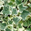 Anne Marie White Variegated Ivy (Hedera Helix) - 8 Pack Of 2.5" Pots