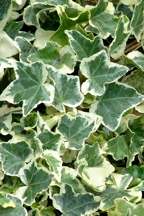 Anne Marie White Variegated Ivy (Hedera Helix) - 8 Pack Of 2.5" Pots 1 Anne Marie White Variegated Ivy (Hedera Helix) - 8 Pack Of 2.5" Pots