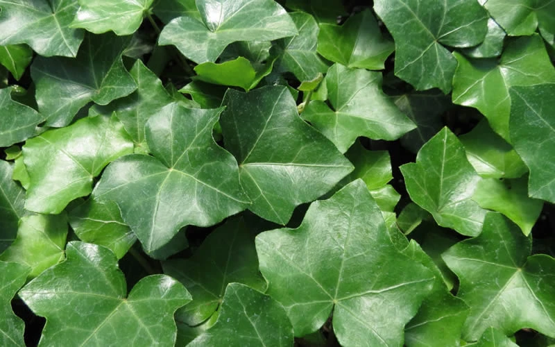 English Ivy - Hedera Helix - 18 Count Flat Of Pint Pots 4 English Ivy - Hedera Helix - 18 Count Flat Of Pint Pots - Image 4