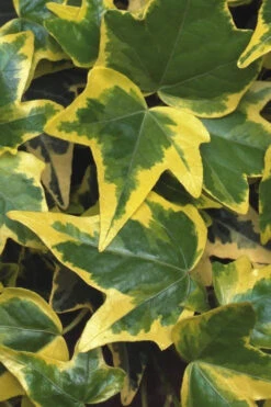 Gold Child Ivy (Hedera Helix) - 10 Pack Of Pint Pots -Wilson Bros Gardens Ivy Gold Child 1 1